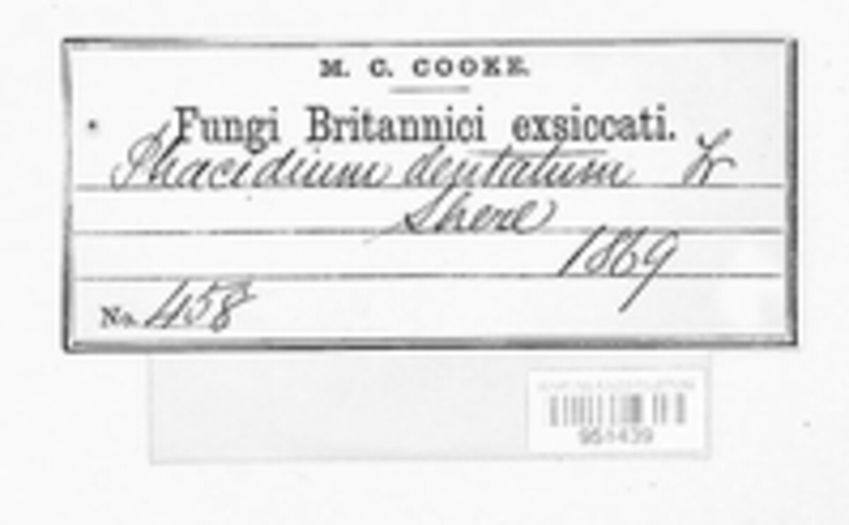 Coccomyces dentatus image